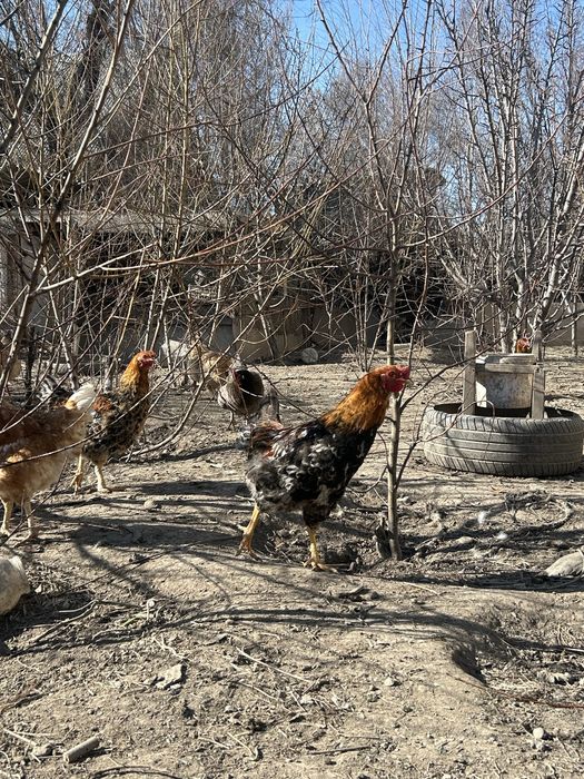 Молодые петушки Жас қораздар