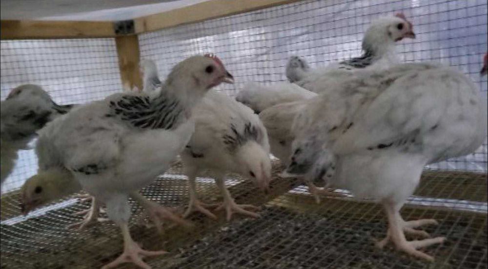 Адлер серебро жужалари сотилади 1 ойлик