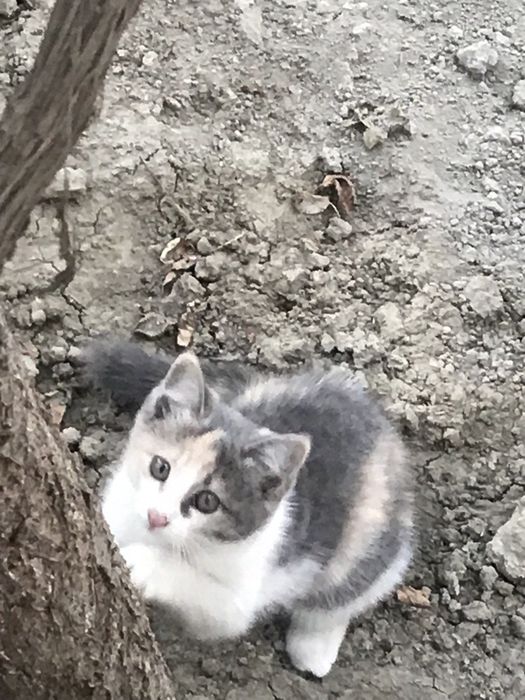 Котята,мальчики,девочки