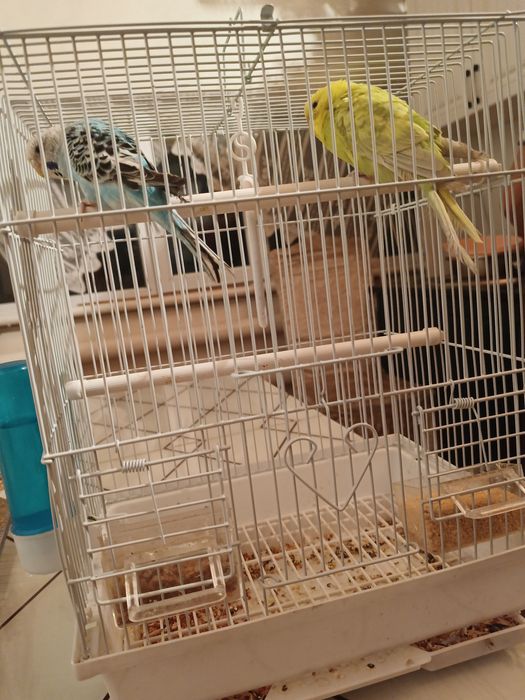 Папугай сатылады