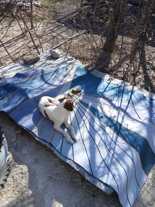 Охотник   собака