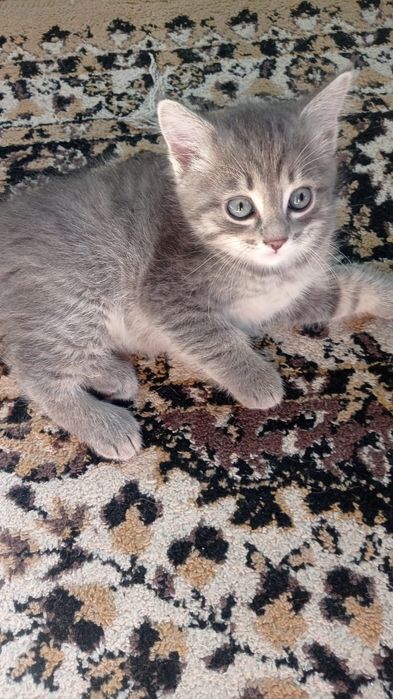 Отдам котят в добрые руки