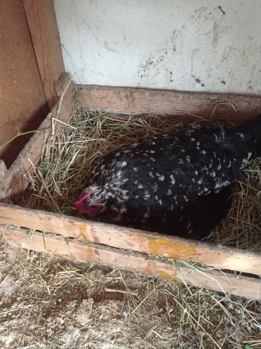 Курки шабо япон сотилади