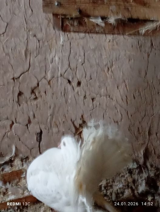 Павлин каптарлар сотилади