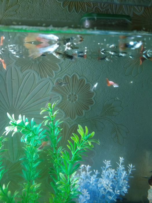 Продам  Королевские гуппи