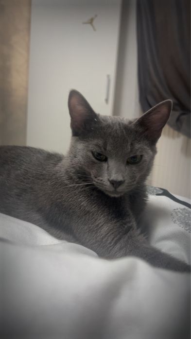 pisica albastru de rusia