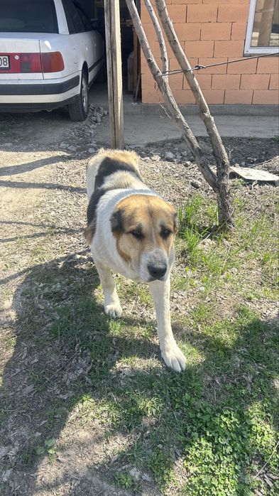 Төбет ит тегін алып кетіңдер