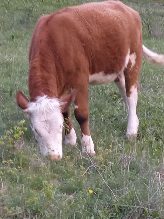 Vând vițică foarte blândă