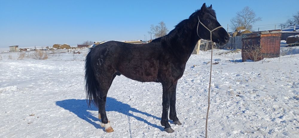 обмен смена крови