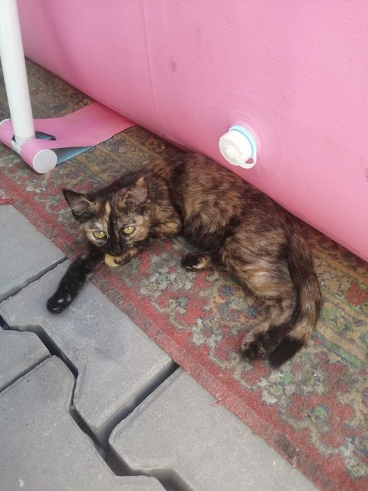 Отдам даром котят