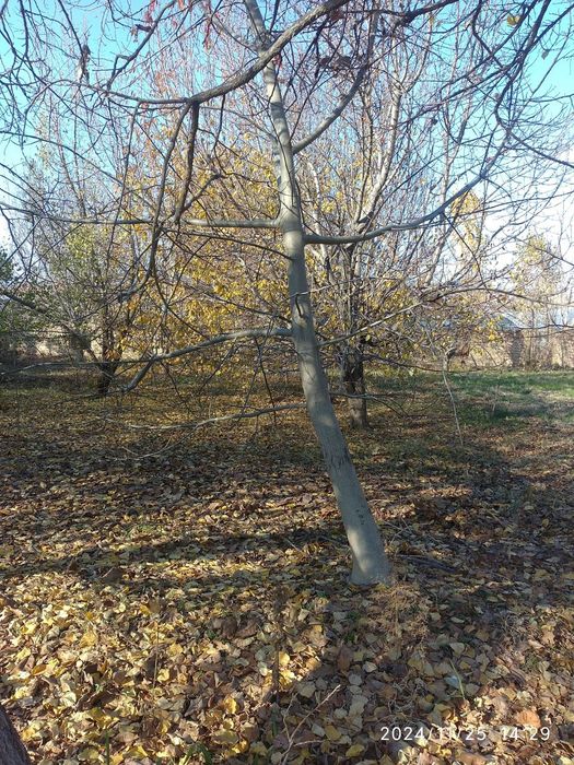 Продаю землю 24 сот в Кибрайском районе