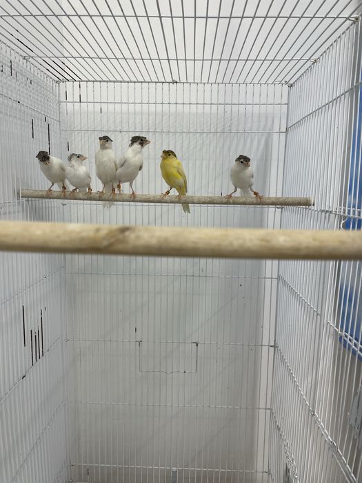 Канарейка сотилади