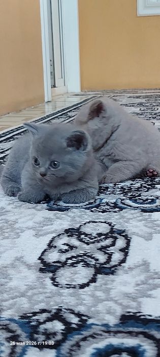 Котята: скоттиш-фолд и скоттиш-страйт