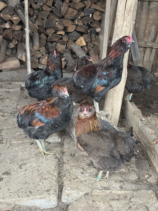 Araucana Cocosi Potarnichiu Salbatic