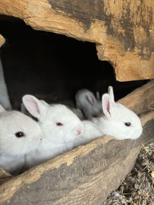 Кролики от 2тыс.