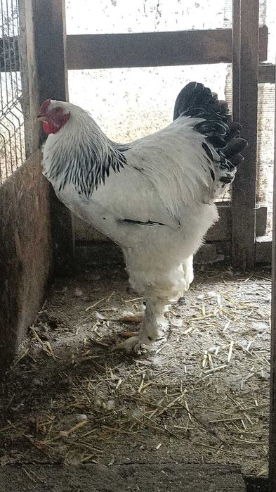 ,pui brahma herminat,oua incubat.