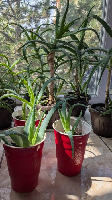 Aloe Vera plantă și pui