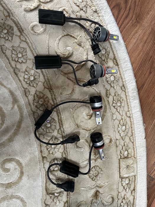 Продажа ксинонывых лапочек