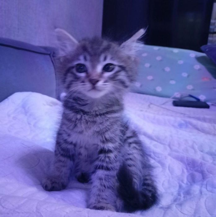 Котёнок 2 месяца