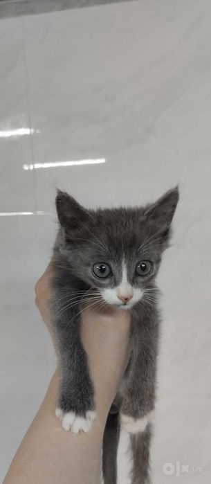 Котята 1,5 месяца в лучшую семью