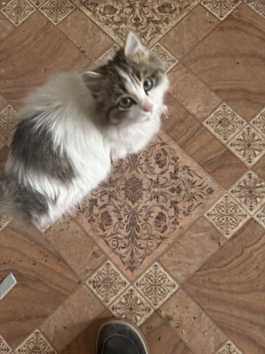 Красивая кошечка