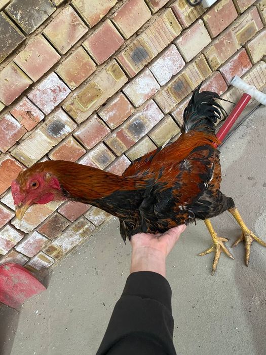 Dakan xoroz sotiladi