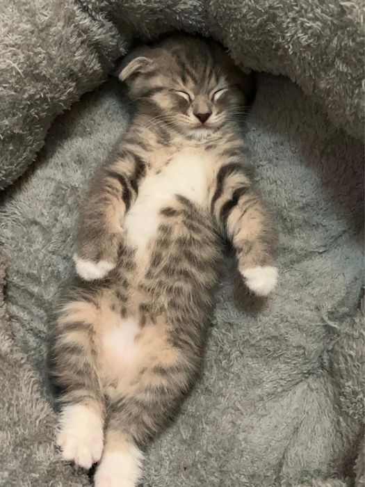 Вислоухий котенок