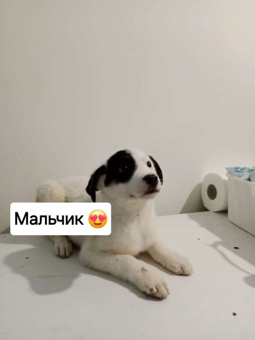 Щеночка будут не большие