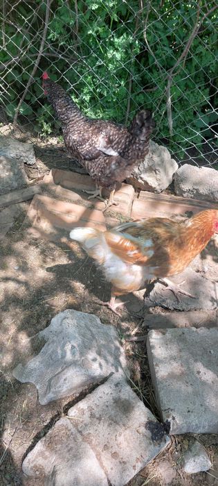 Păsări de vanzare cocoși si găini rasa kabir si gribarat de agroland  140 cocoșii și 70 găina