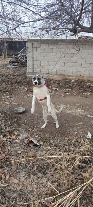 7 oylik kuchik yev ichishi zor judayam yuvosh judayam erkatoy