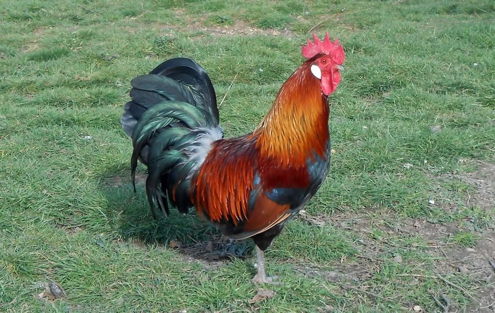 Брезе 4 цвята -Синьо ,бяло златна сьомга и сребърно-свободни яйца  кра