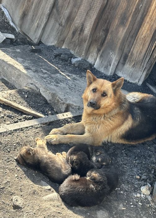 Отдадим щенят в добрые руки !
