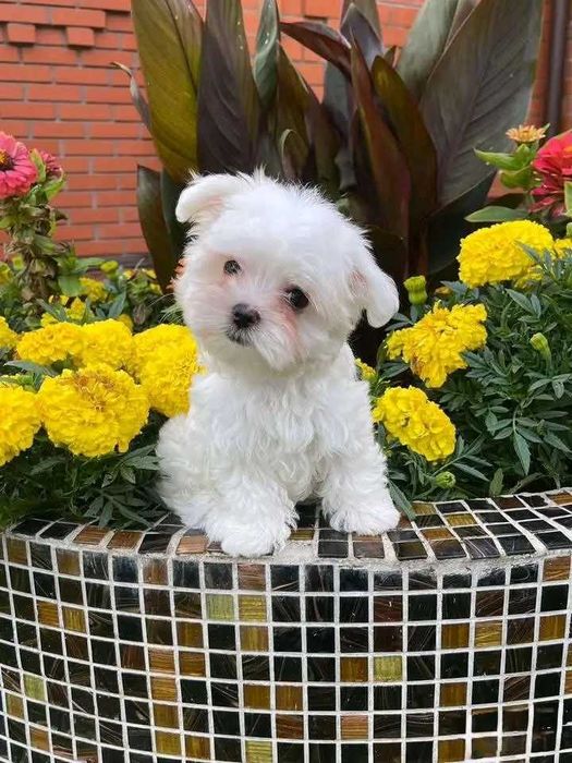 Bichon maltez mini toy