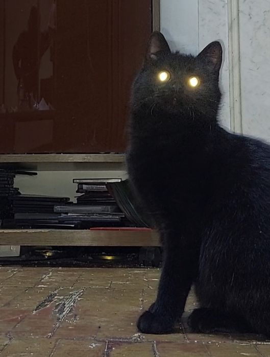 Кошка ищет семью и дом