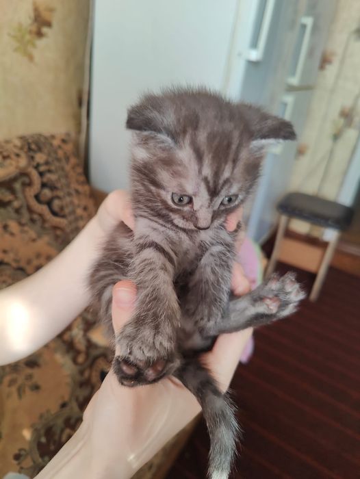 Котята отдам бесплатно