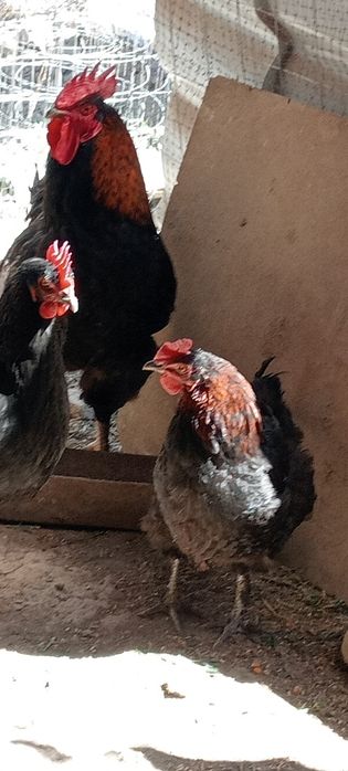 Vând familie rasa Marans 2+1si un cocoș Araucan toate din anul 2025