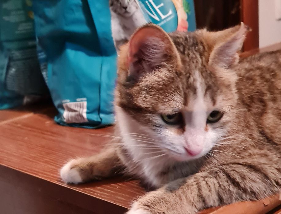 Отдам в добрые руки кошечку