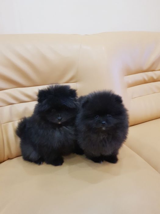 Померан померани Гр. София