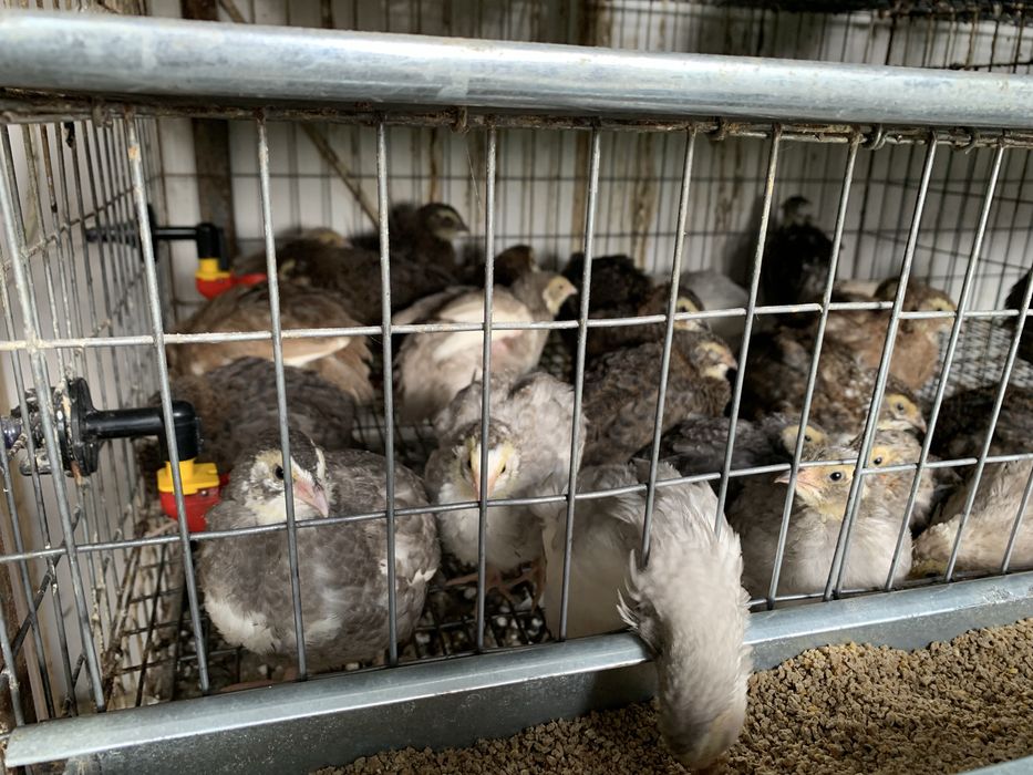 Oua si Pui Prepelita  celadon polar jumbo