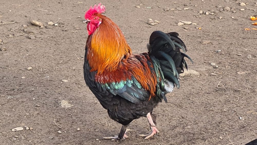 Cocoș Marans negru-aramiu