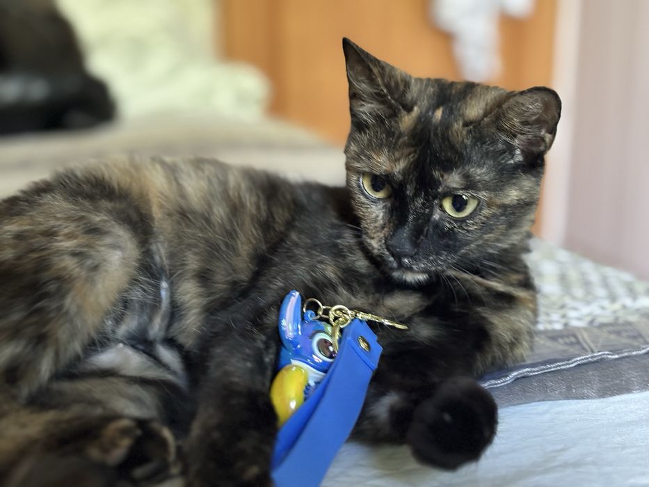 Ищу ласковой кошечке дом