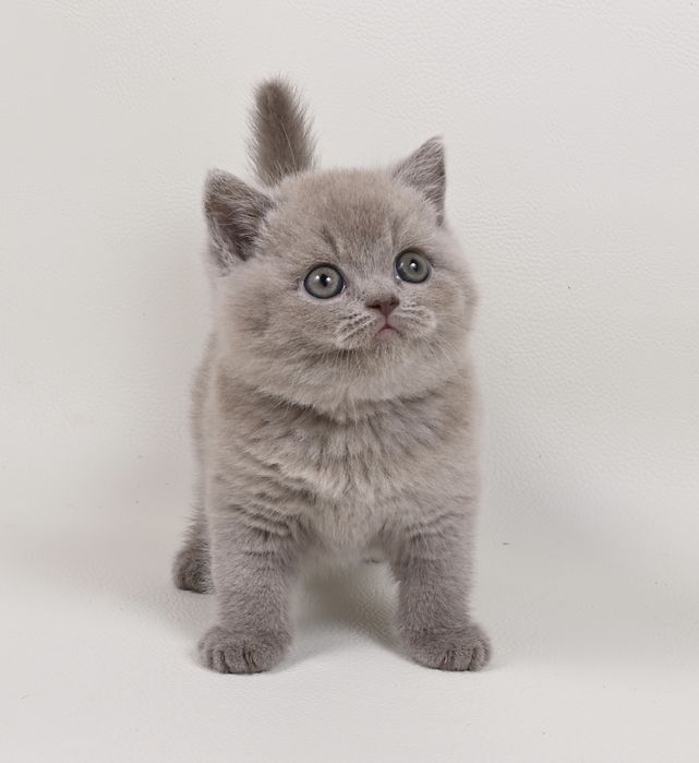 Pisoi British Shorthair colour lilac cu pedigree