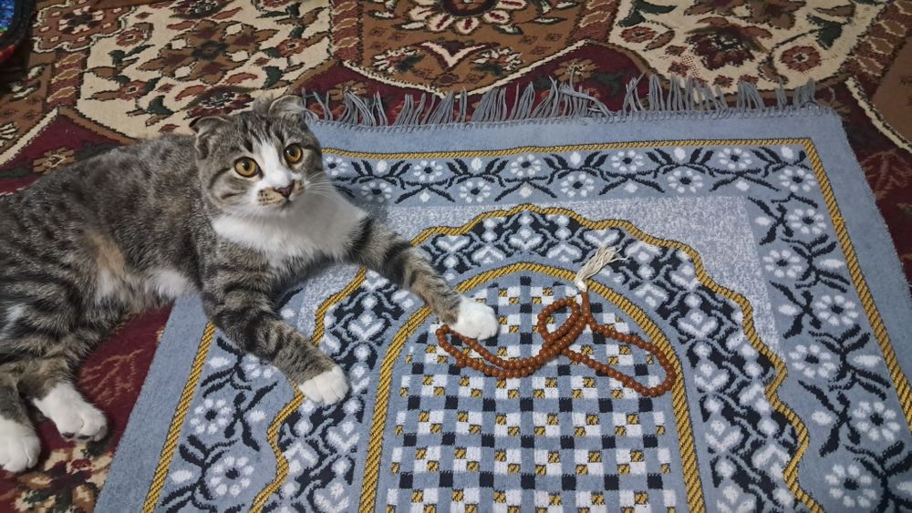 Parodali mushik Juda shirin, aqlli va ozoda mushukcha yangi oilasini k