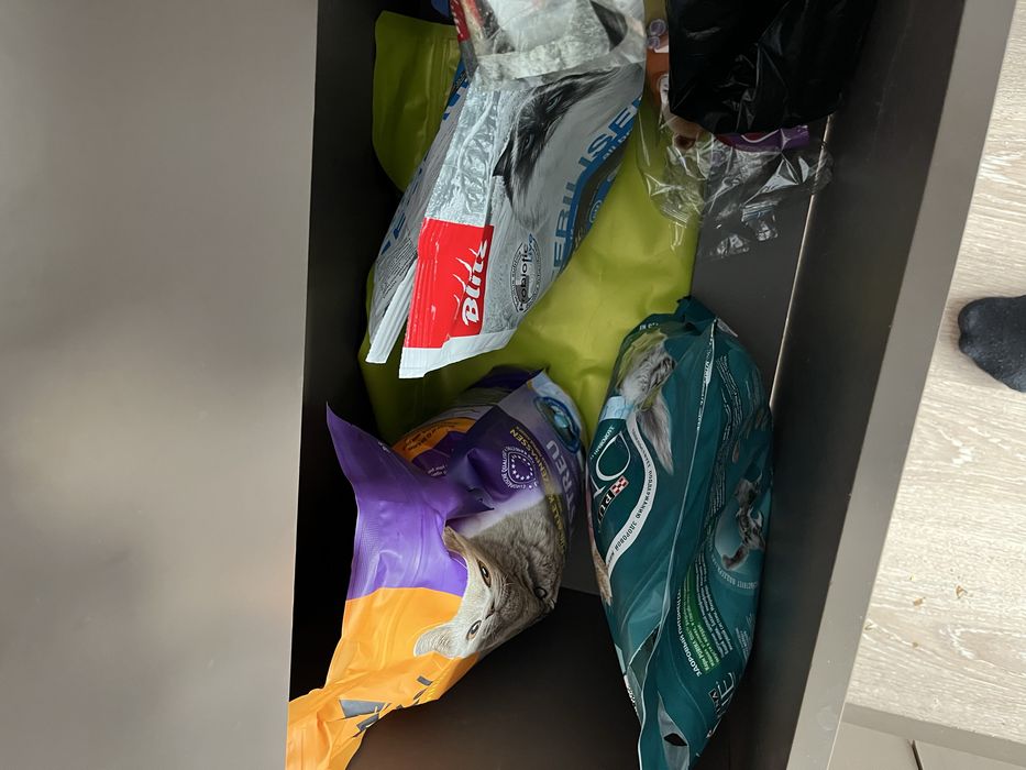 Кот со всеми принадлежностями