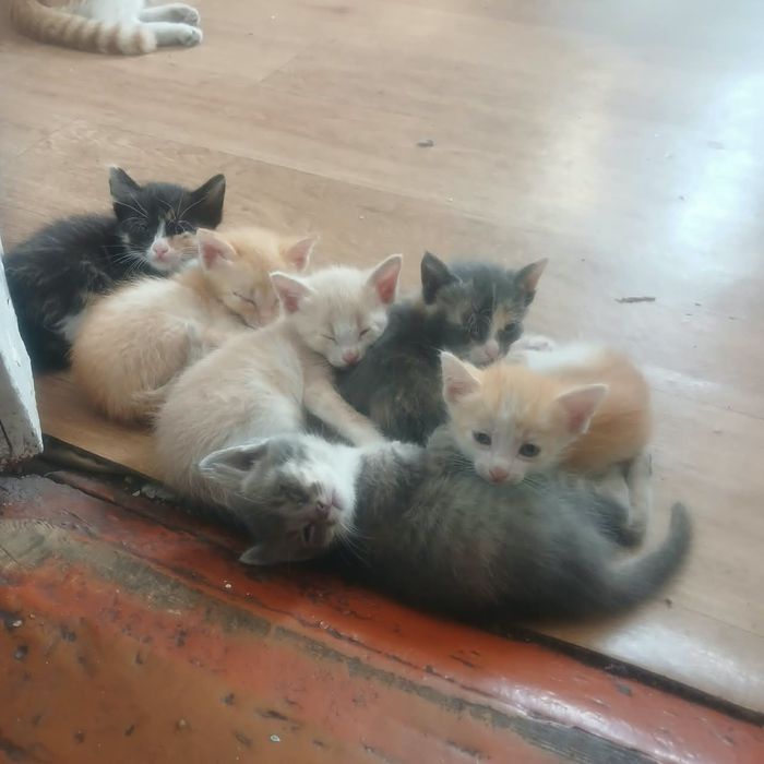 Котята в добрые руки