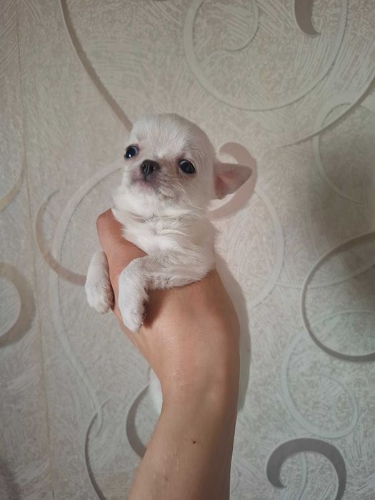Щеночки чихуахуа