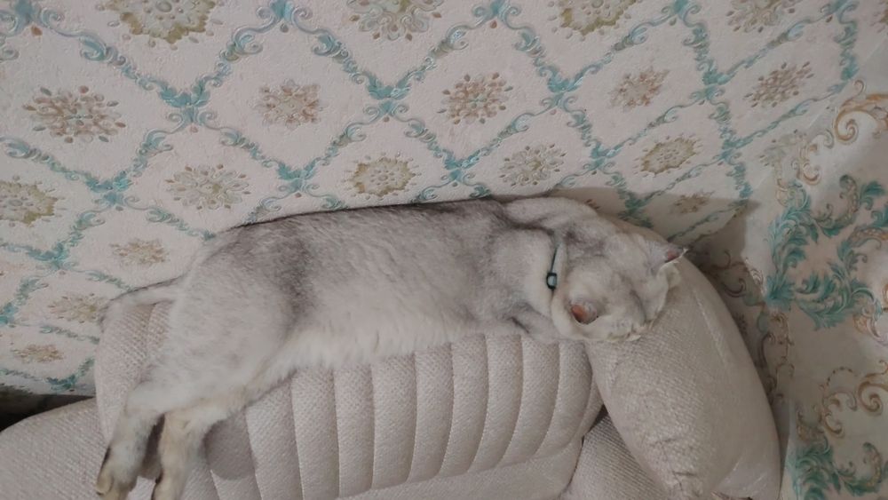 Вязка кота серебристый шин шыла сильвер крупный весом 6кг