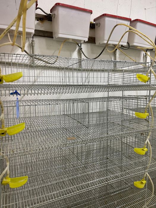 Оборудование для перепелов