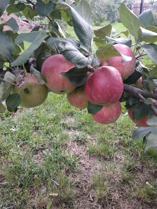 Продам саженцы яблони