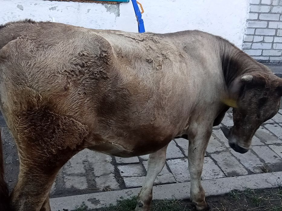 Продам 2 дойные коровы